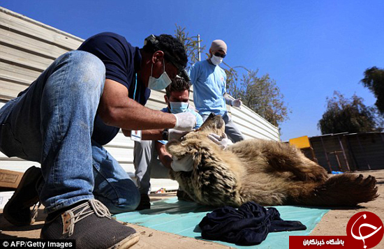 حیوانات موصل هم از دست داعش راحت شدند +تصاویر