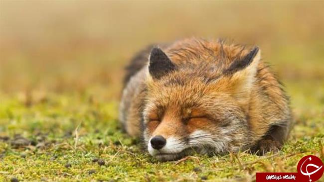 روباه‌های آرام و شاد