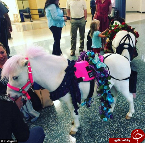 فرودگاه‌های آمریکا میزبان اسب‌های مینیاتوری + تصاویر