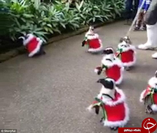 پنگوئن‌ها هم کریسمس را جشن می‌گیرند +تصاویر
