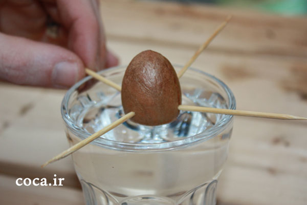 بذر آووکادو , دانه آووکادو
